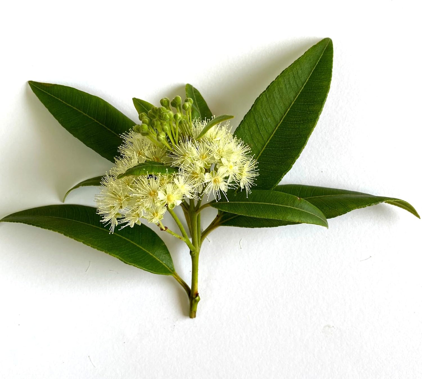 Murchison-Hume Dish Soap (Classic Label) (17 Ounce PET, Pack of 2, Lemon Myrtle)